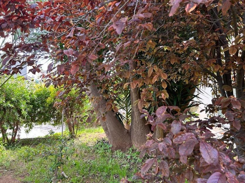 Giardino A Mare Lejlighed Bari Eksteriør billede